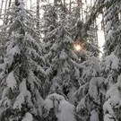  Белорусские экологи отмечают негативное влияние противогололедных материалов на придорожные лесные насаждения