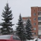  Пенсионер подарил Костополю серебристые елки