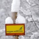 Куда уходят деньги от продажи лесов?