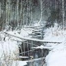  И в лес, и на дрова