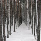  Начато проведение выборочных и сплошных санитарных рубок лесов Полтавщины