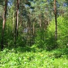  Во Львове расскажут о вырубке лесов в Карпатах