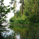  Лесоводы Киверцов что на Волыни будут голодать в случае ликвидации их предприятия