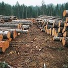  Губернатор Закарпатья возмущен, что древесина для переработки ... завозится из-за пределов лесного края