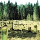  Лесная отрасль Закарпатья не вылезает из проблем