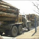 На Закарпатье 95% от общего объема продукции лесного хозяйства занимает продукция лесозаготовок