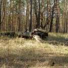  В сосновых лесах запретили курить