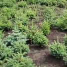  В Псковской области построят лесной питомник
