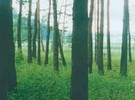 Ліси в ілюмінаторі